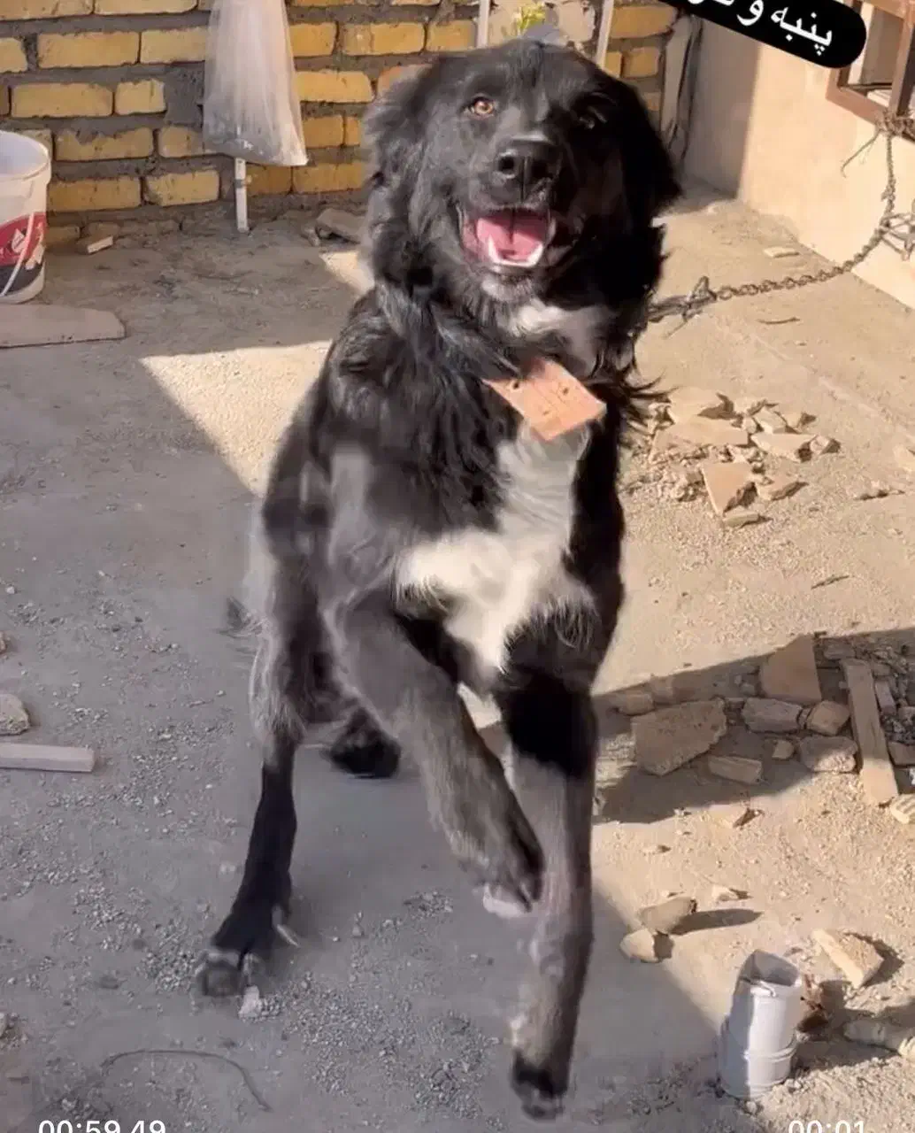 سگ قدریجونی|سگ|الیگودرز, |دیوار