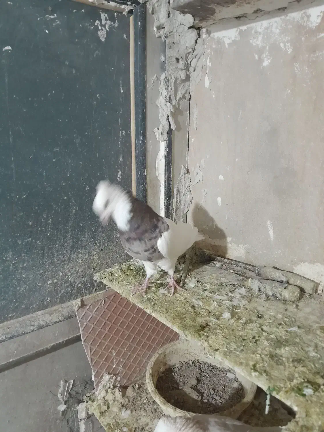 ۴ عدد طوقی نر درجه یک یک|پرنده|نورآباد, |دیوار