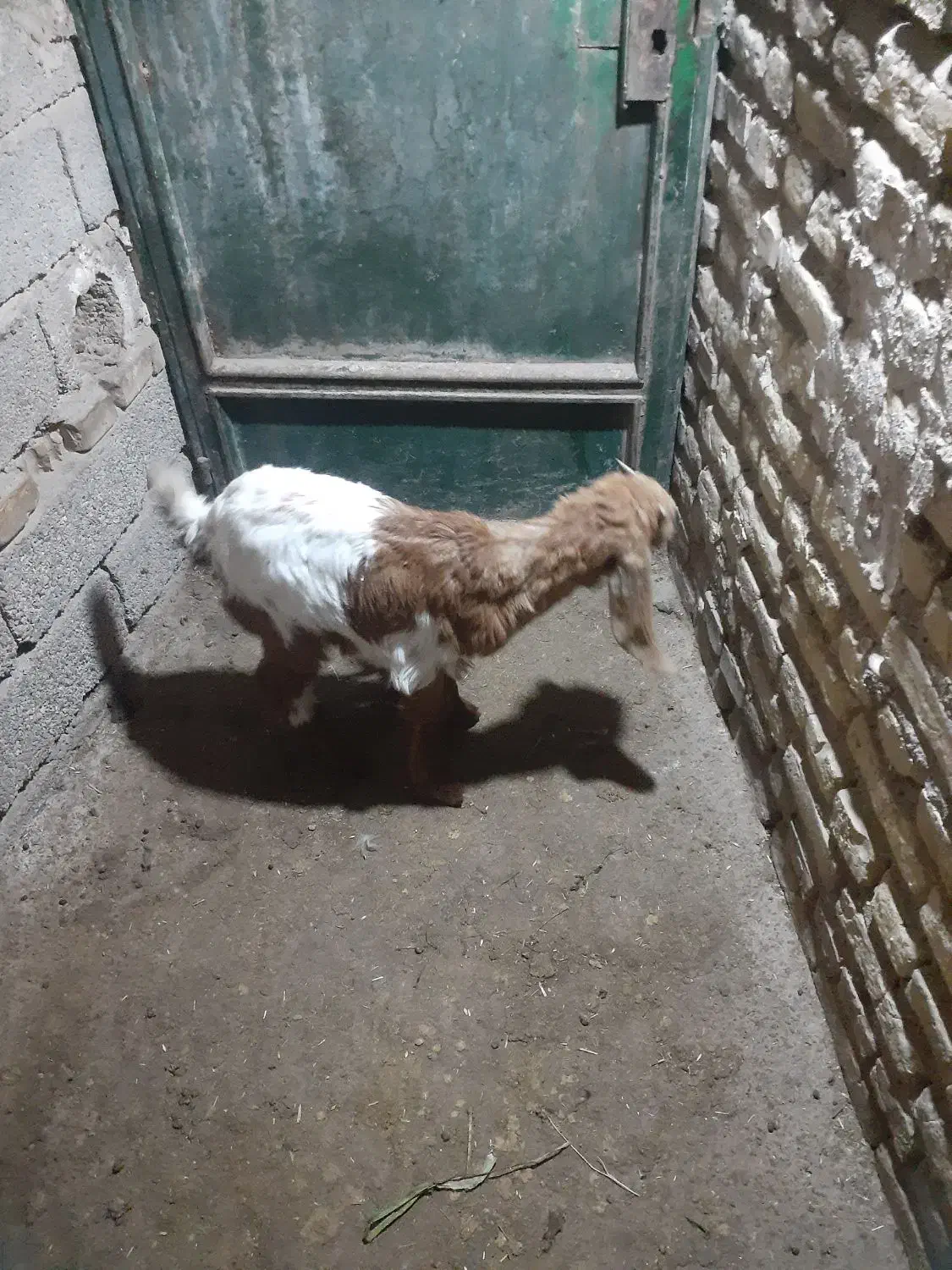 بیگ بز|حیوانات مزرعه|دزفول, |دیوار