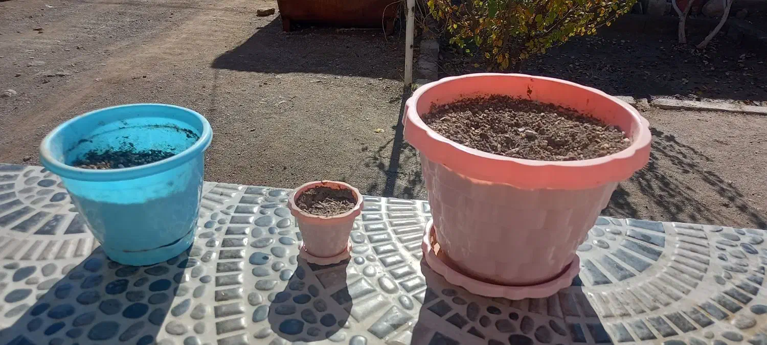 گلدان|گل و گیاه طبیعی|زرند, |دیوار