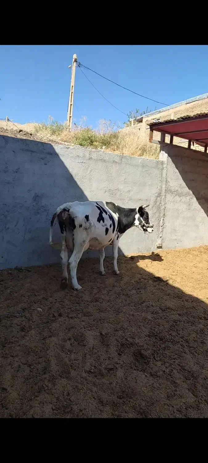 گاو آبستن چهار ماه|حیوانات مزرعه|دره شهر, |دیوار