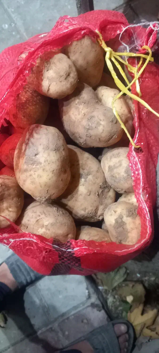 سیب زمینی تازه زرد همدان درجه یک بشرط|خوردنی و آشامیدنی|چهارباغ, |دیوار