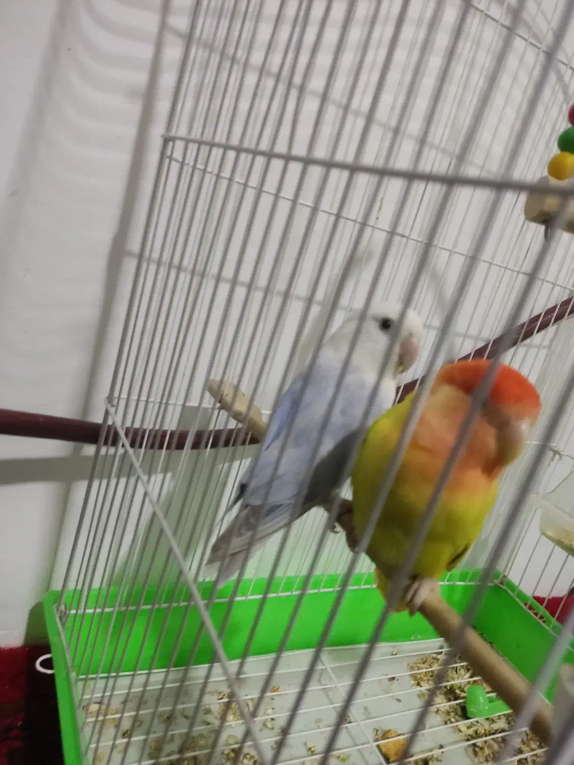 طوطی برزیلی|پرنده|صالح آباد, |دیوار