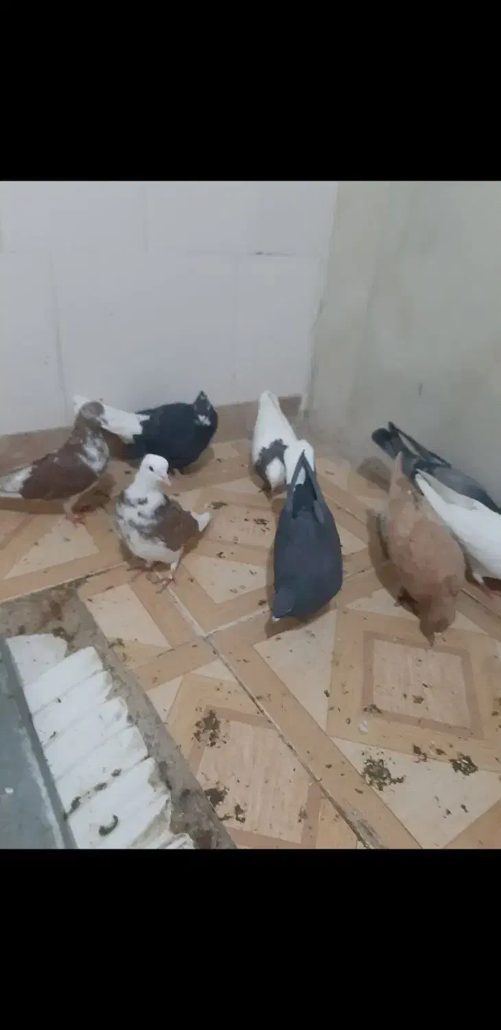 دوازده عدد کبوتر تهرانی،خال،رنگی|پرنده|ایلام, |دیوار