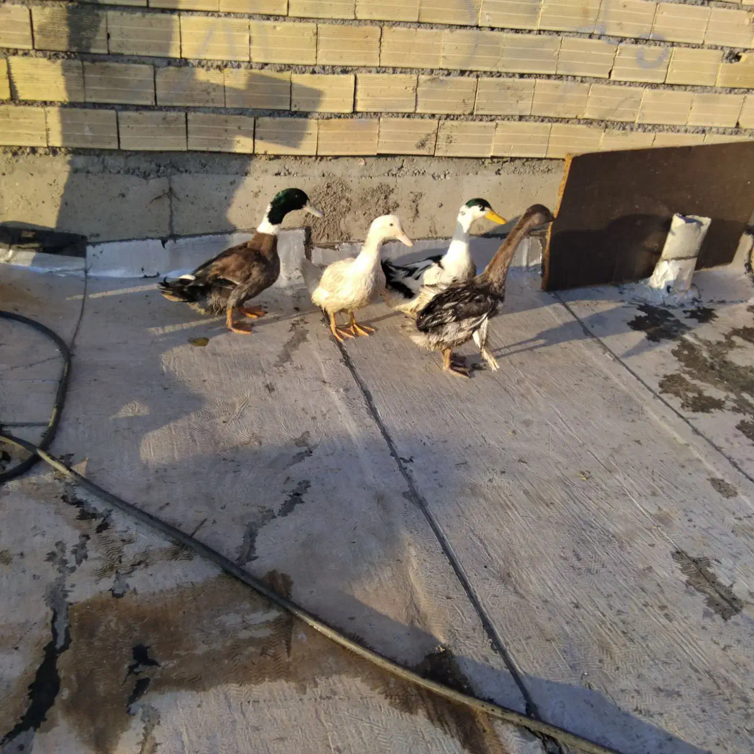 سه عدد اوردک طبیعی ویک قوقاز|حیوانات مزرعه|خوی, |دیوار