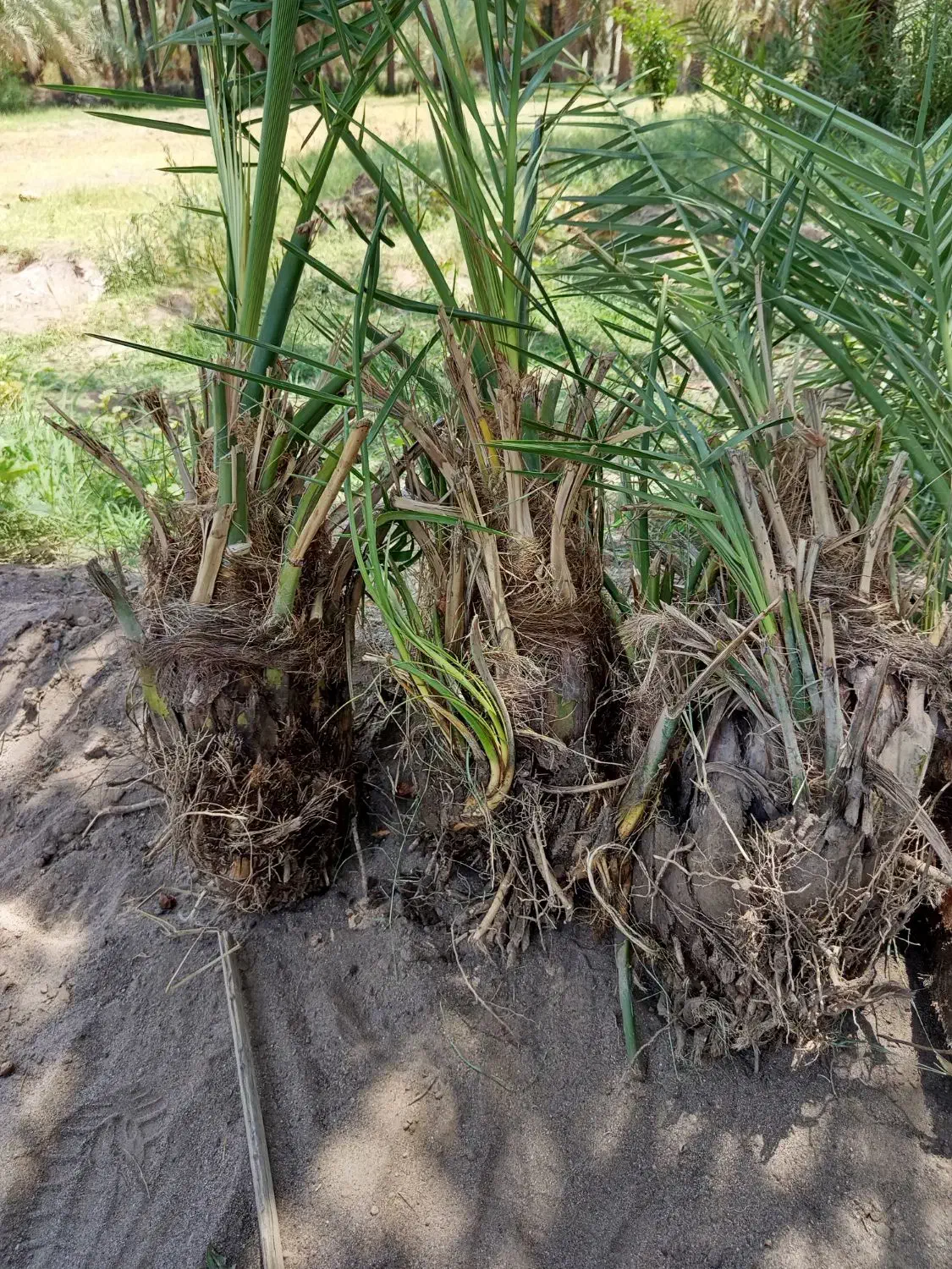 فسیل گلوته|گل و گیاه طبیعی|کهنوج, |دیوار