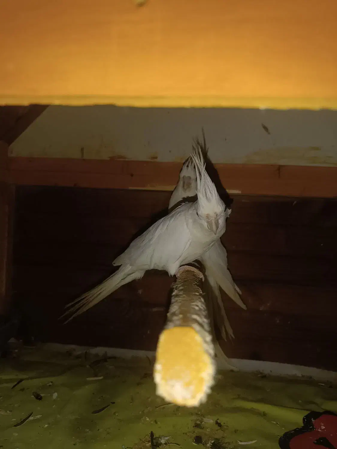 عروس هلندی فروشی|پرنده|زاهدان, |دیوار