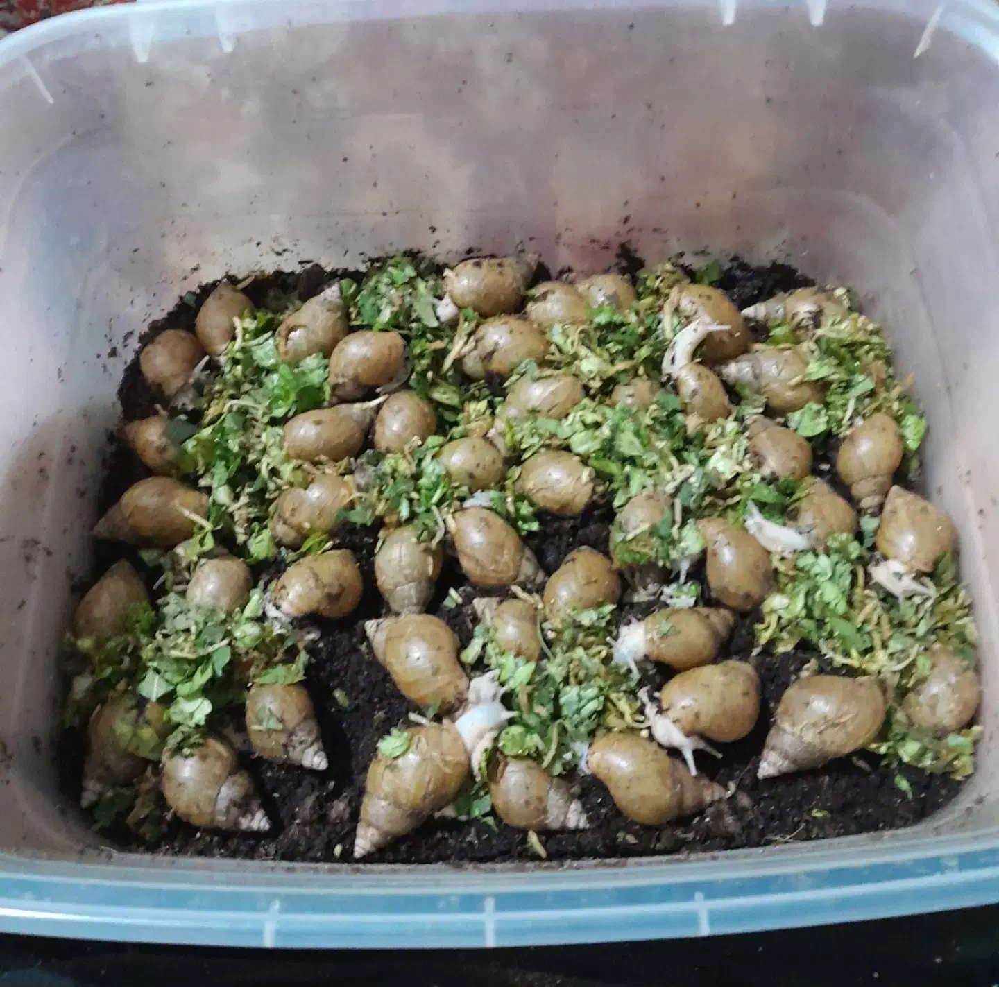 فروش حلزون یا حلزون تراپی|خزنده|شهرکرد, |دیوار