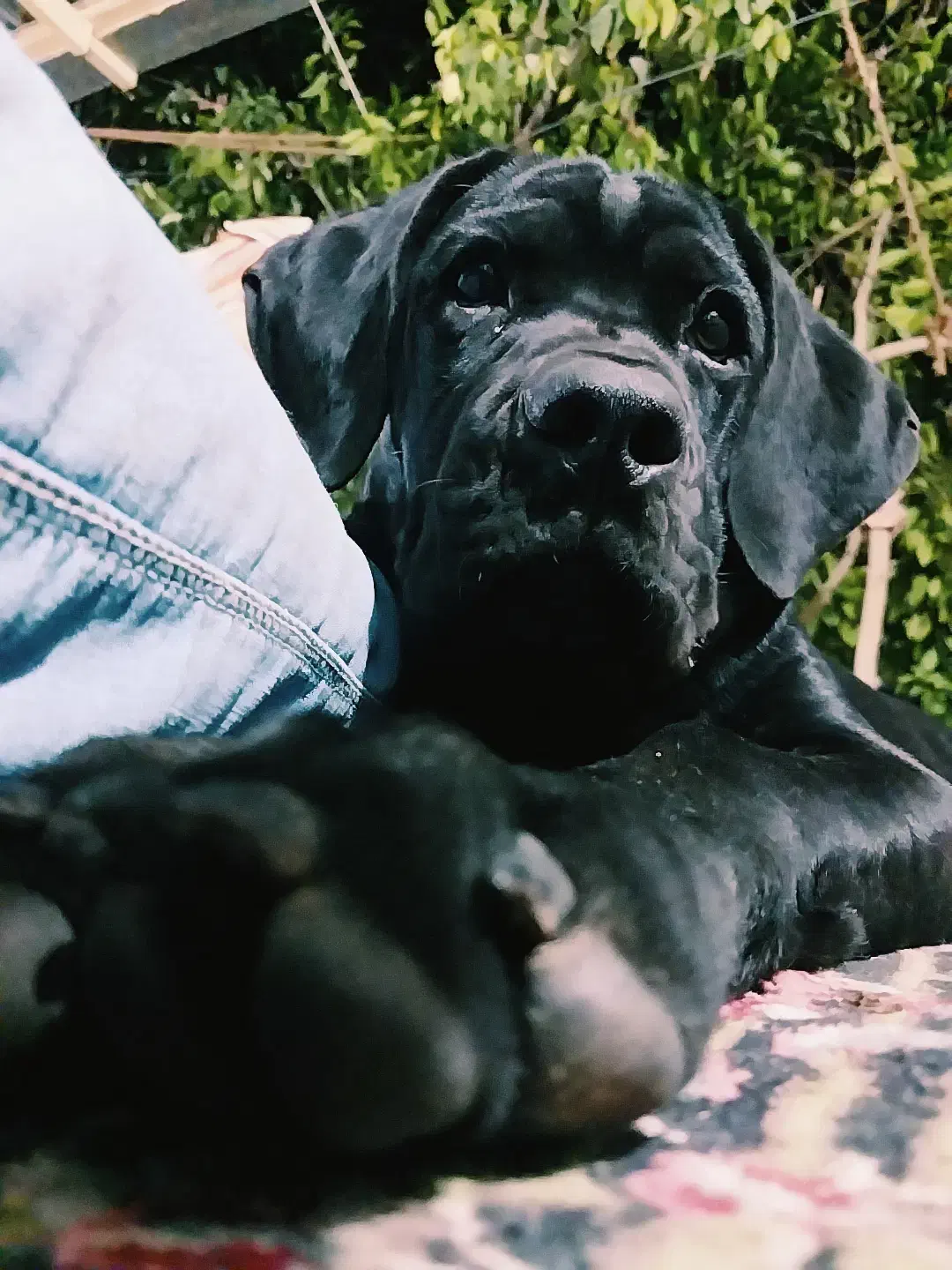 کنکوسو آموزش دیده فول کیفیت|سگ|کرمان, |دیوار