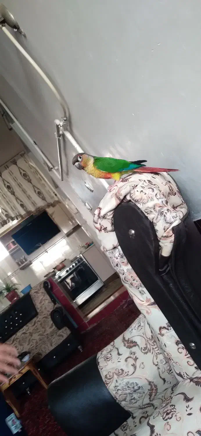 گمشده|حیوانات|بناب, |دیوار