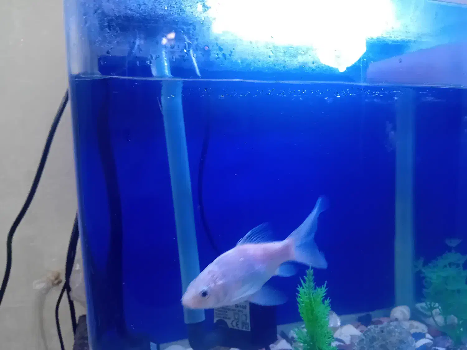 ماهی کوی  بسیار زیبا|ماهی|اراک, |دیوار