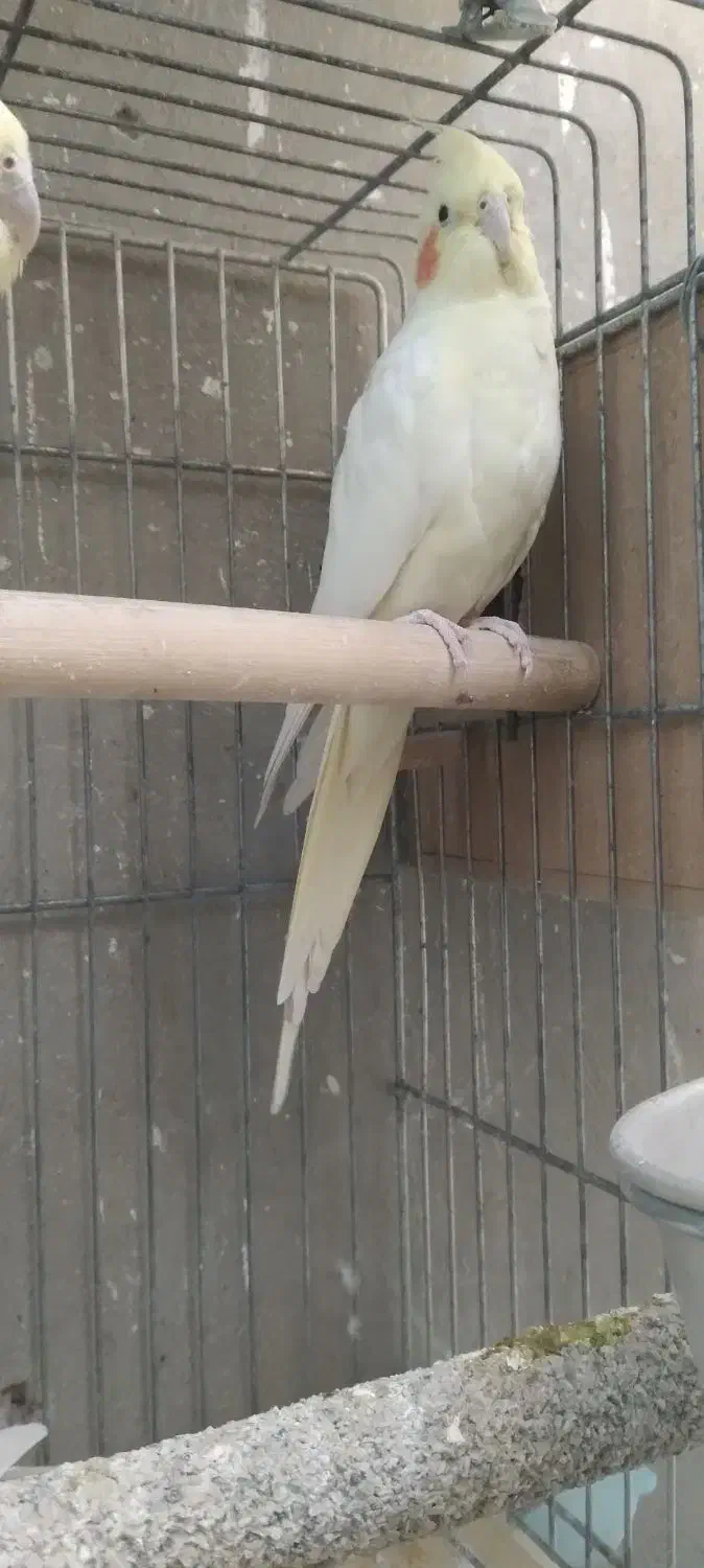 فروش عروس هلندی|پرنده|پاکدشت, پاکدشت (مامازند)|دیوار