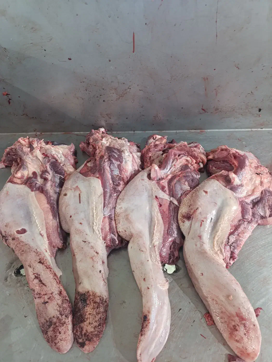 فروش عمده زبان گوشت مغز پاچه بناگوش جگر سفید|خوردنی و آشامیدنی|تهران, جوادیه|دیوار