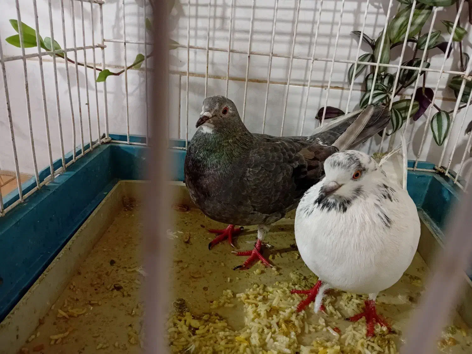 کبوتر|پرنده|سنقر, |دیوار