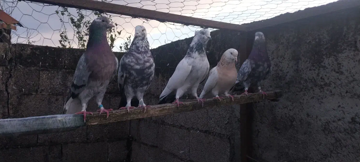 کبوتر|پرنده|فومن, |دیوار