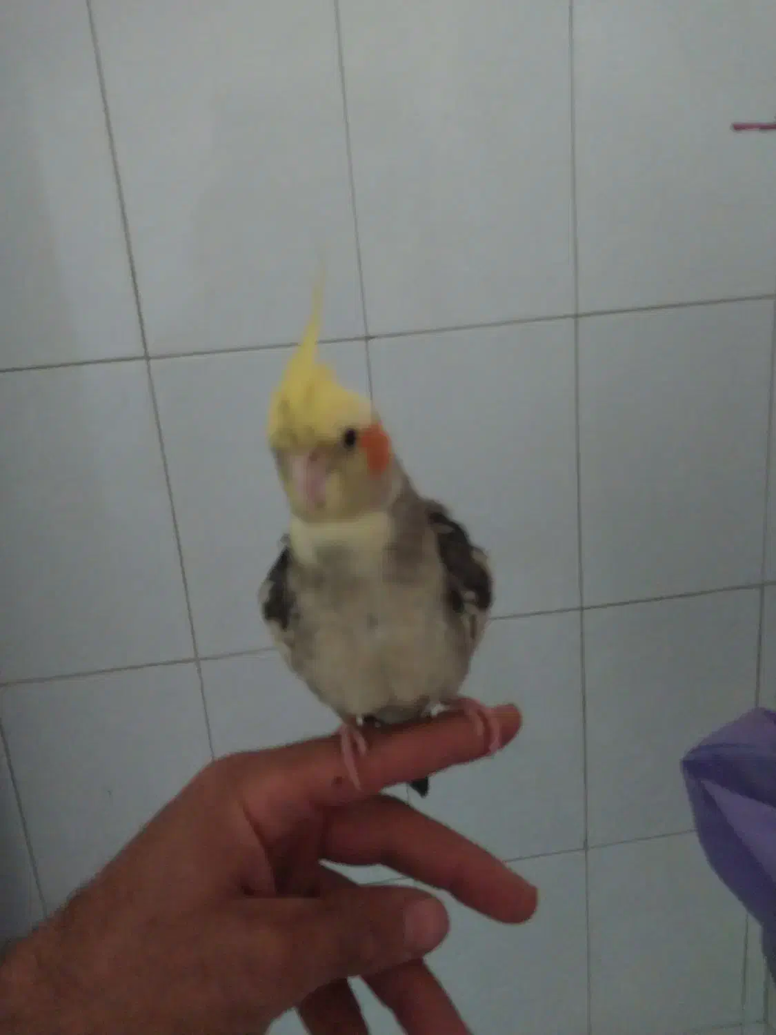 عروس هلندی|پرنده|حمیدیا, |دیوار