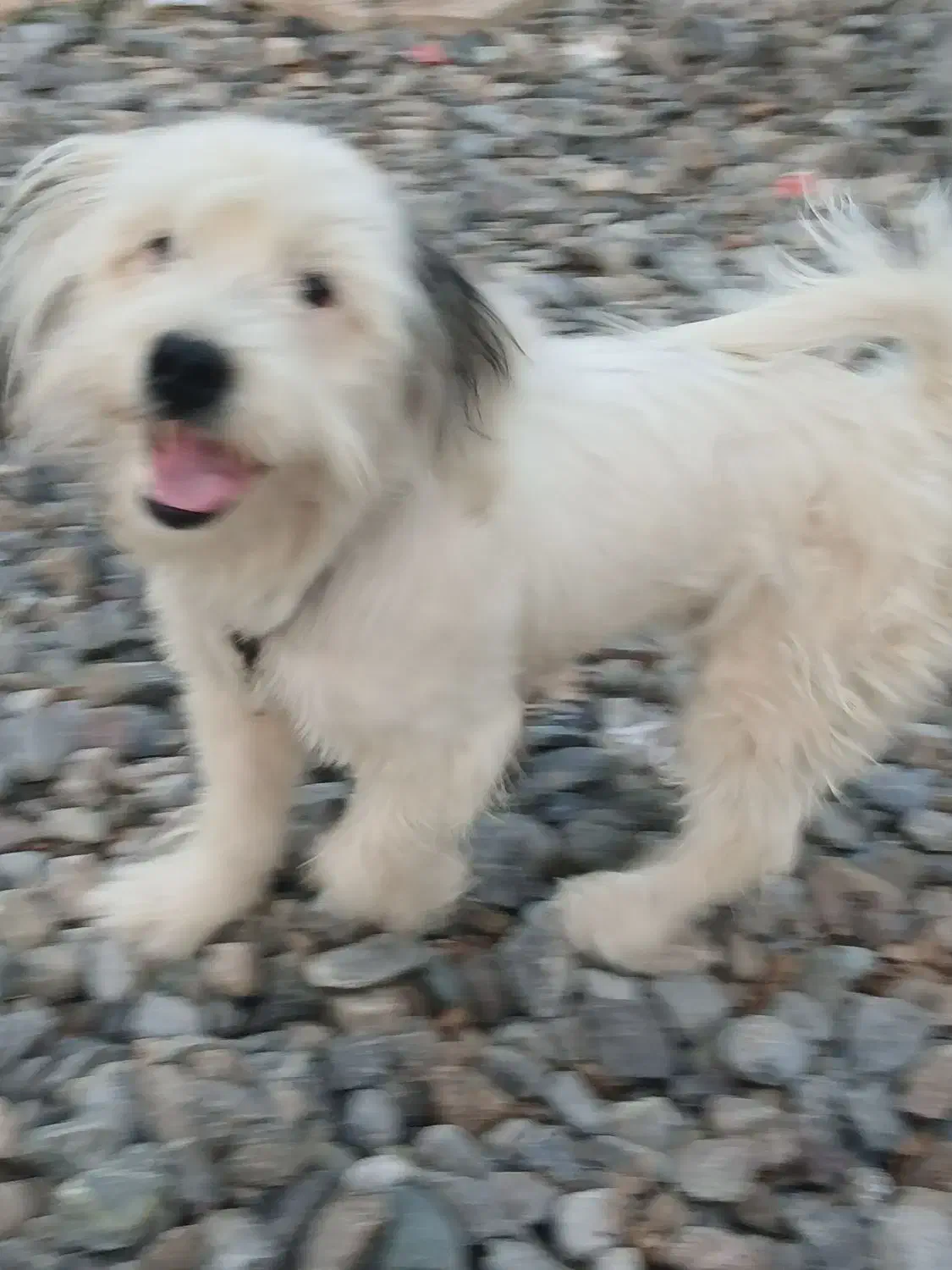 ...|سگ|سیمین شهر, |دیوار