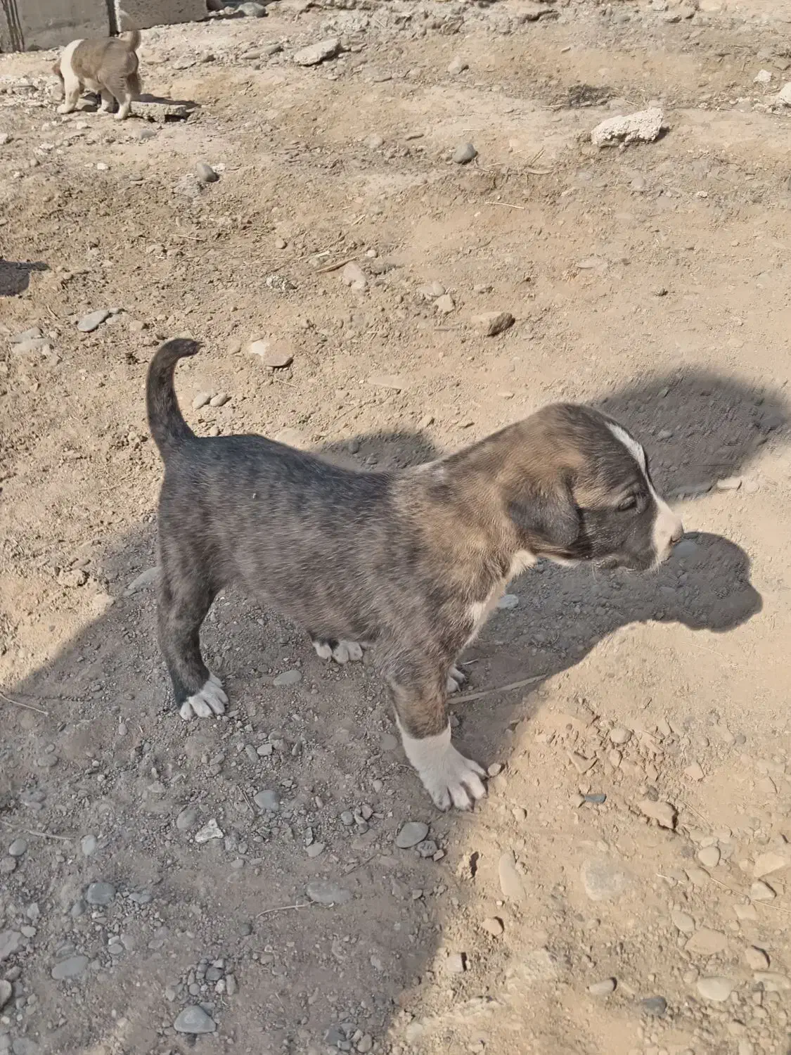 سگ دل|سگ|مشهد, پایگاه شکاری|دیوار