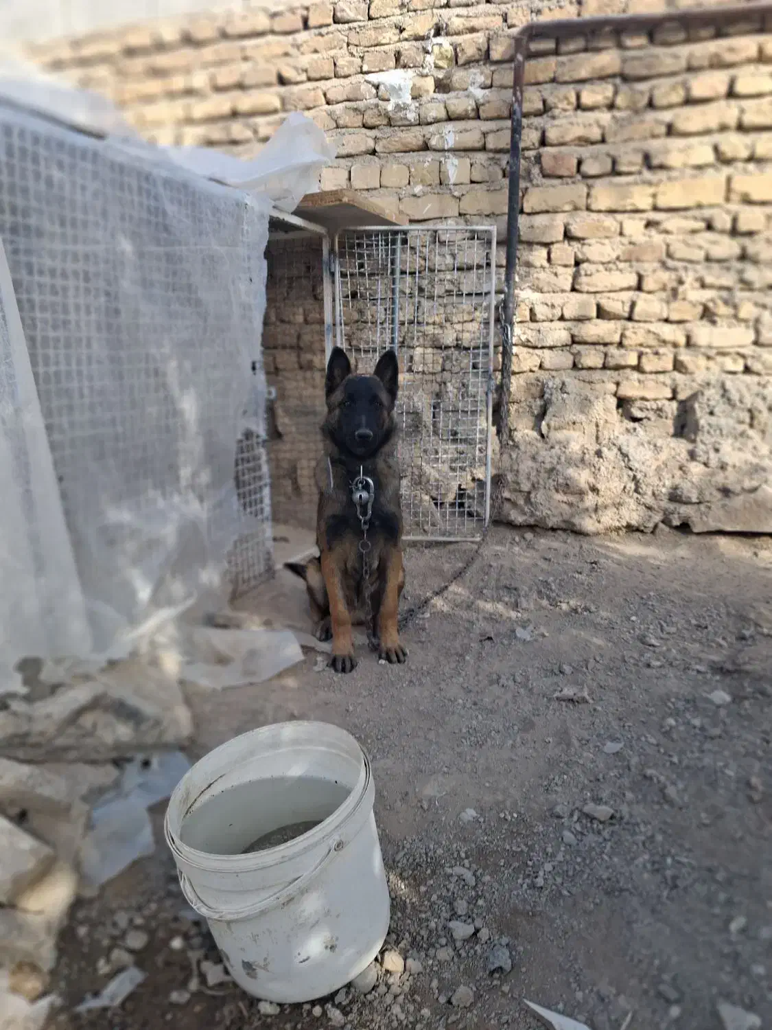 سگ مالینویز بلژیکی فروش فوری|سگ|مرودشت, نقش رستم|دیوار