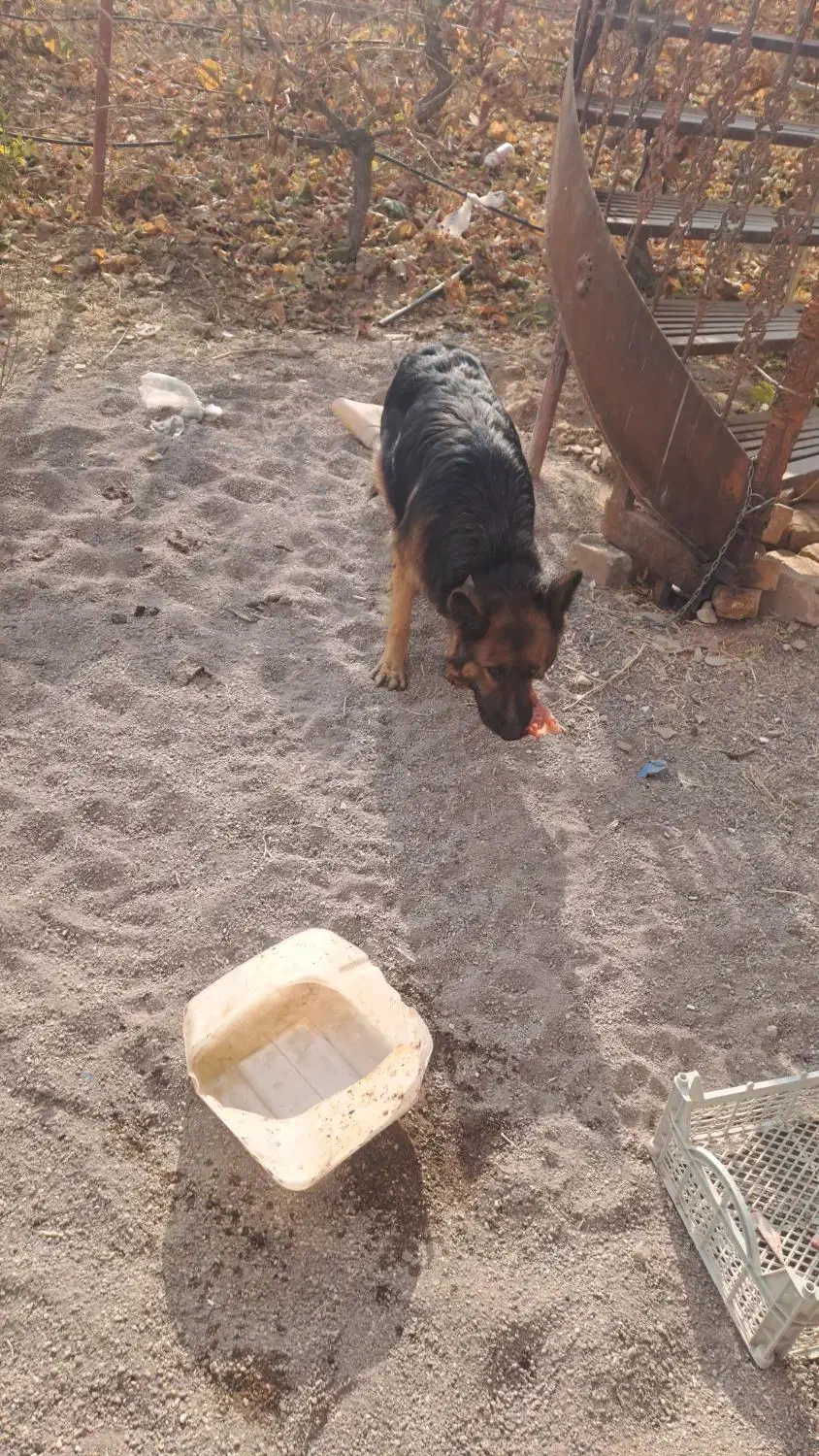 سگ ژرمن|سگ|قزوین, |دیوار