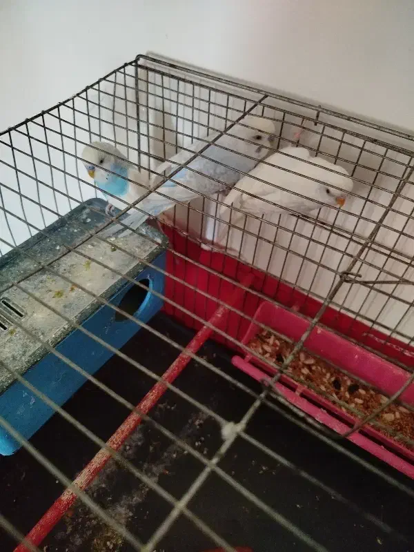 عروس هلندی بامرغ عشق|پرنده|اردبیل, |دیوار