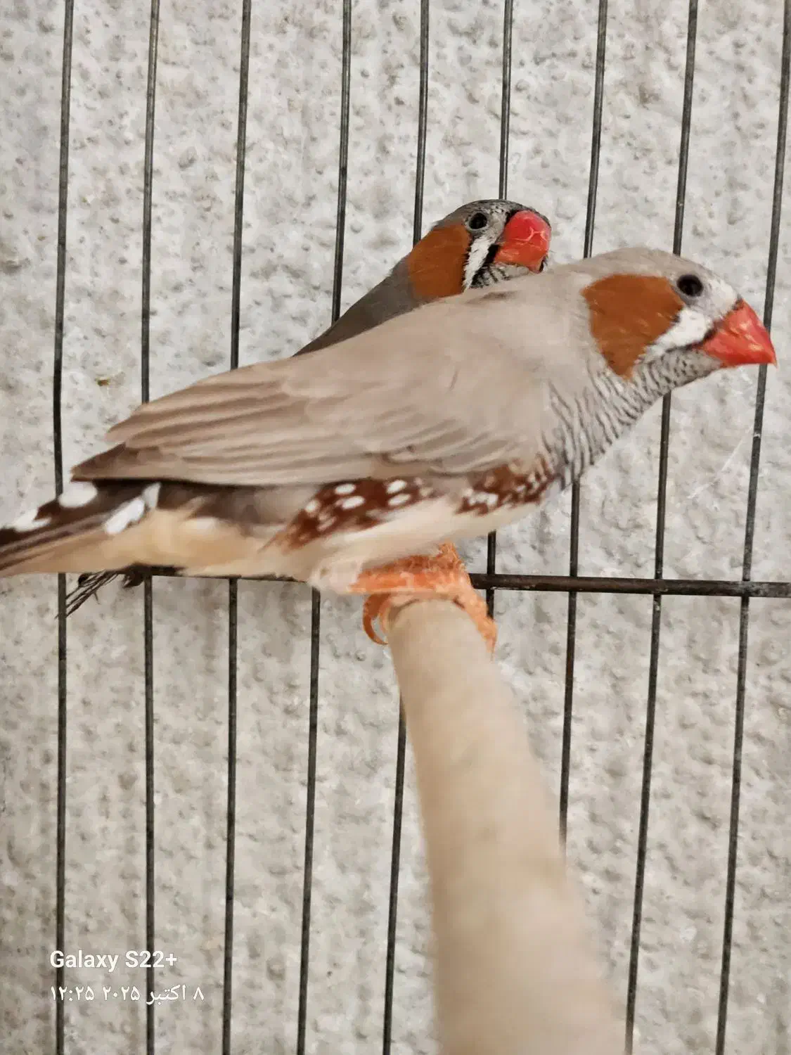 فنچ نر|پرنده|تهران, مهران (سیدخندان)|دیوار