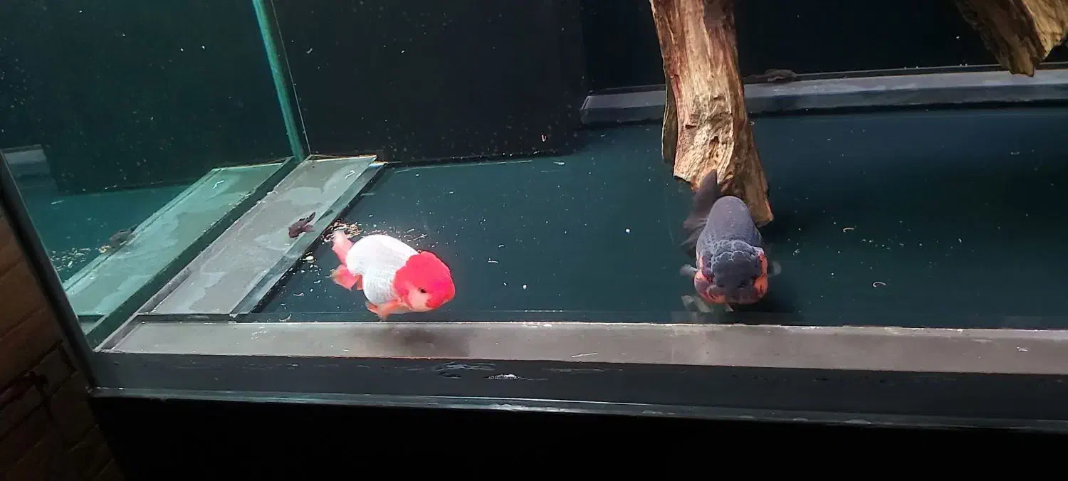 اکواریوم پمپ جیکودماهی گلدفیش رنچووارداتی تاپ گرید|ماهی|تهران, جنت‌آباد مرکزی|دیوار