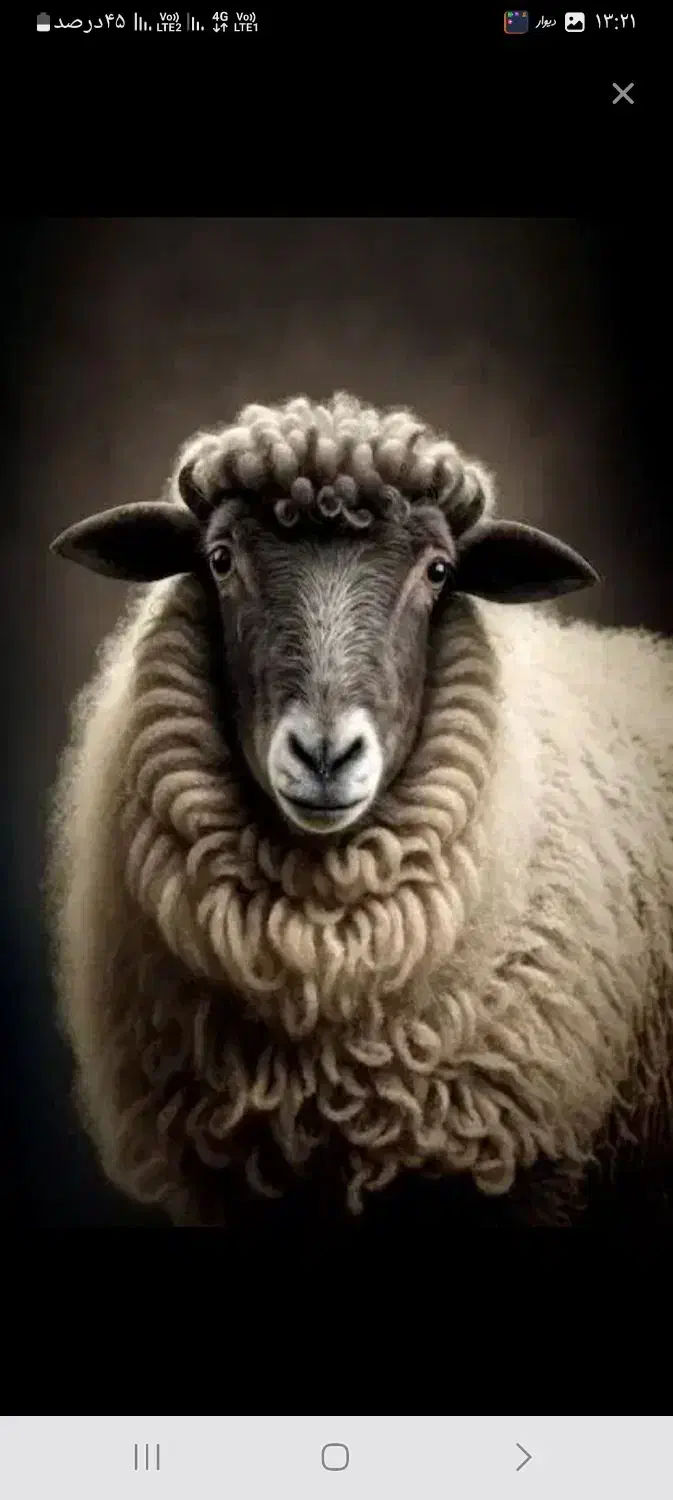 گوسفند زنده قلم آبی تنظیم بازار وتعاونی/خونی|حیوانات مزرعه|مشهد, کشاورز|دیوار