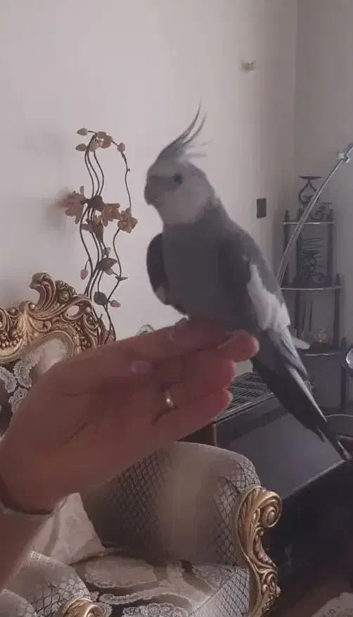 عروس هلندی|پرنده|شیراز, شهرک جماران|دیوار