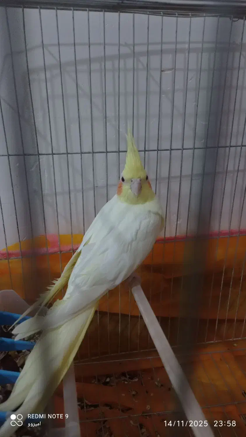 عروس هلندی  ماشین دره شهر|پرنده|دره شهر, |دیوار