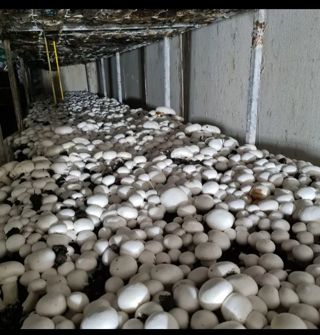 اجاره سالن قارچ مکانیزه|اجارهٔ دفتر صنعتی، کشاورزی، تجاری|رباطکریم, رباطکریم|دیوار