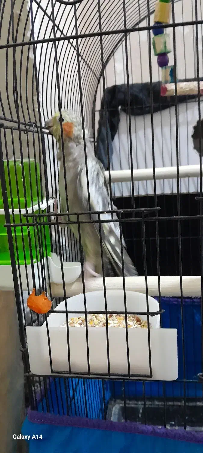 عروس هلندی نر و ماده|پرنده|خرمشهر, |دیوار