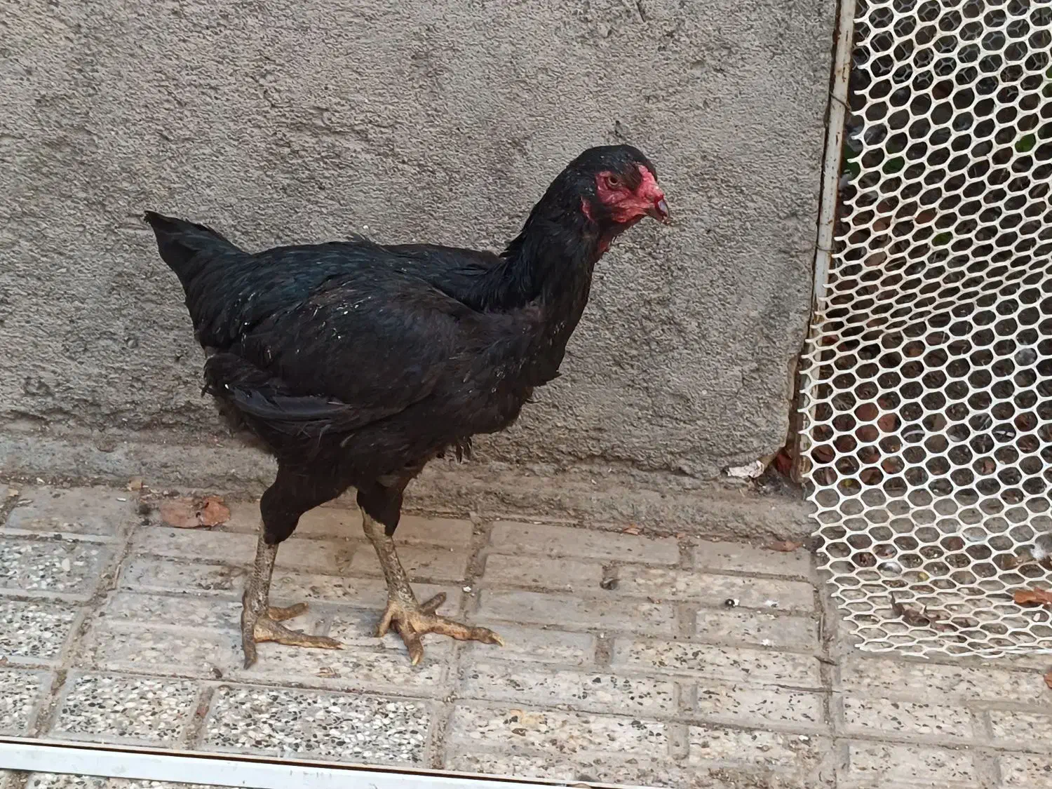 مرغ لاری|حیوانات مزرعه|مشهد, مقدم|دیوار