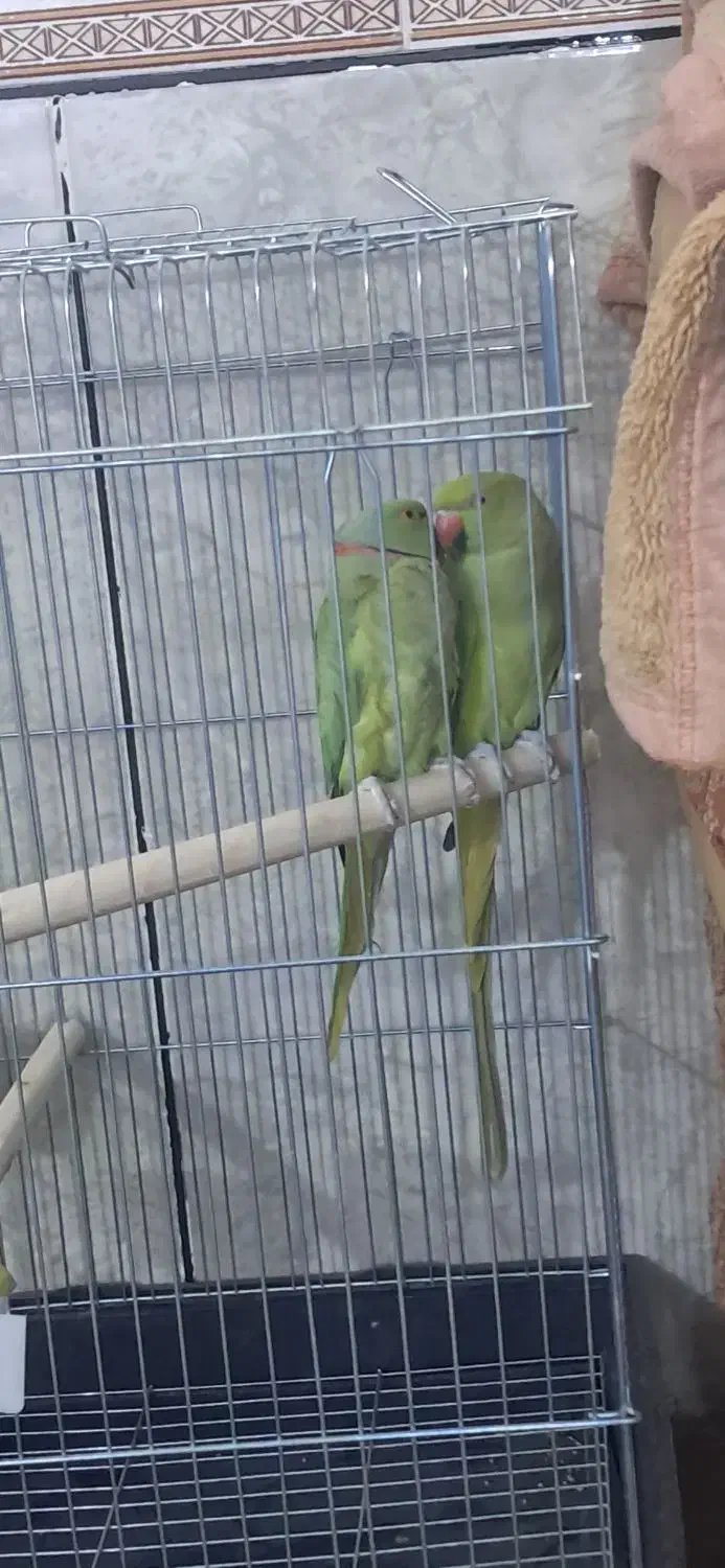 طوطی ملنگو|پرنده|چمران, |دیوار