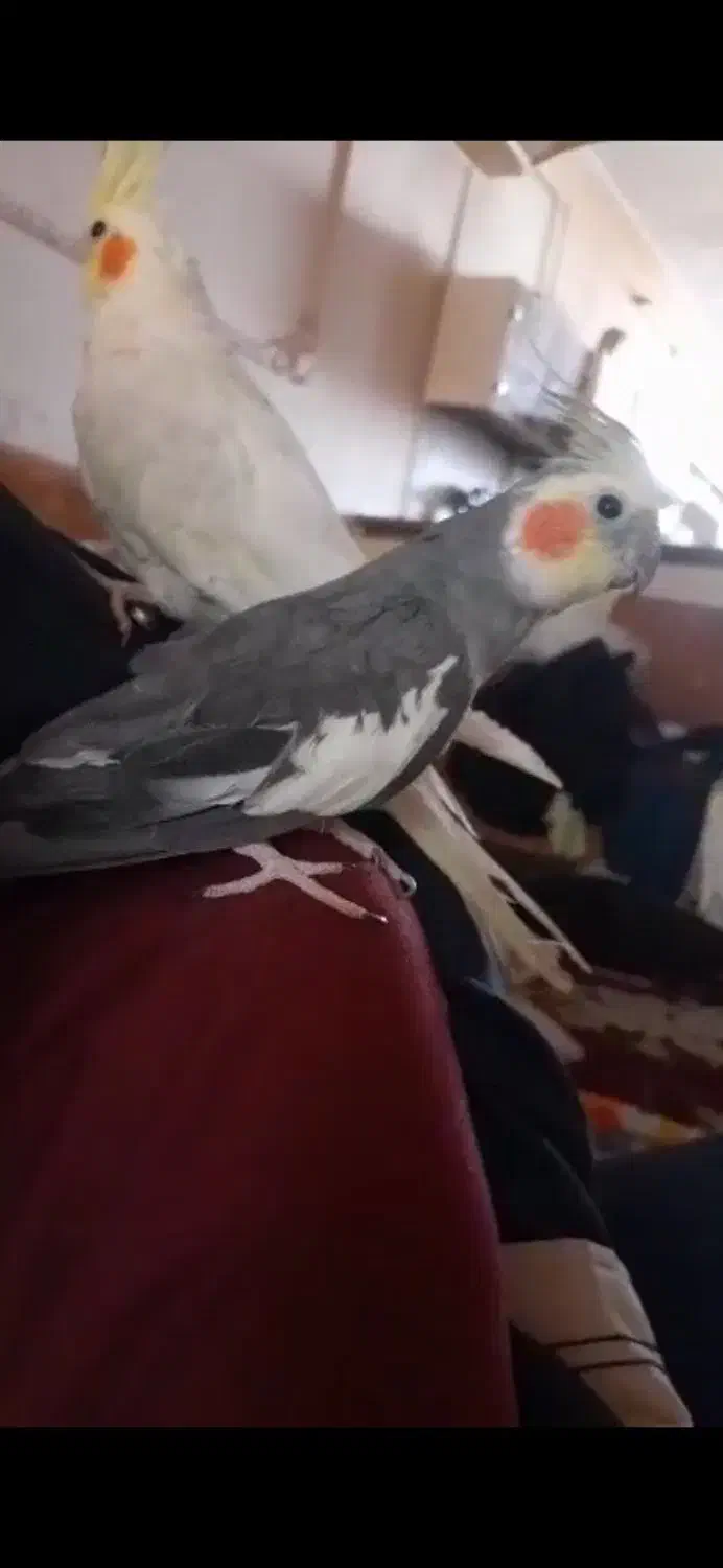 یک جفت عروس هلندی|پرنده|شیراز, شهرک مفتح|دیوار