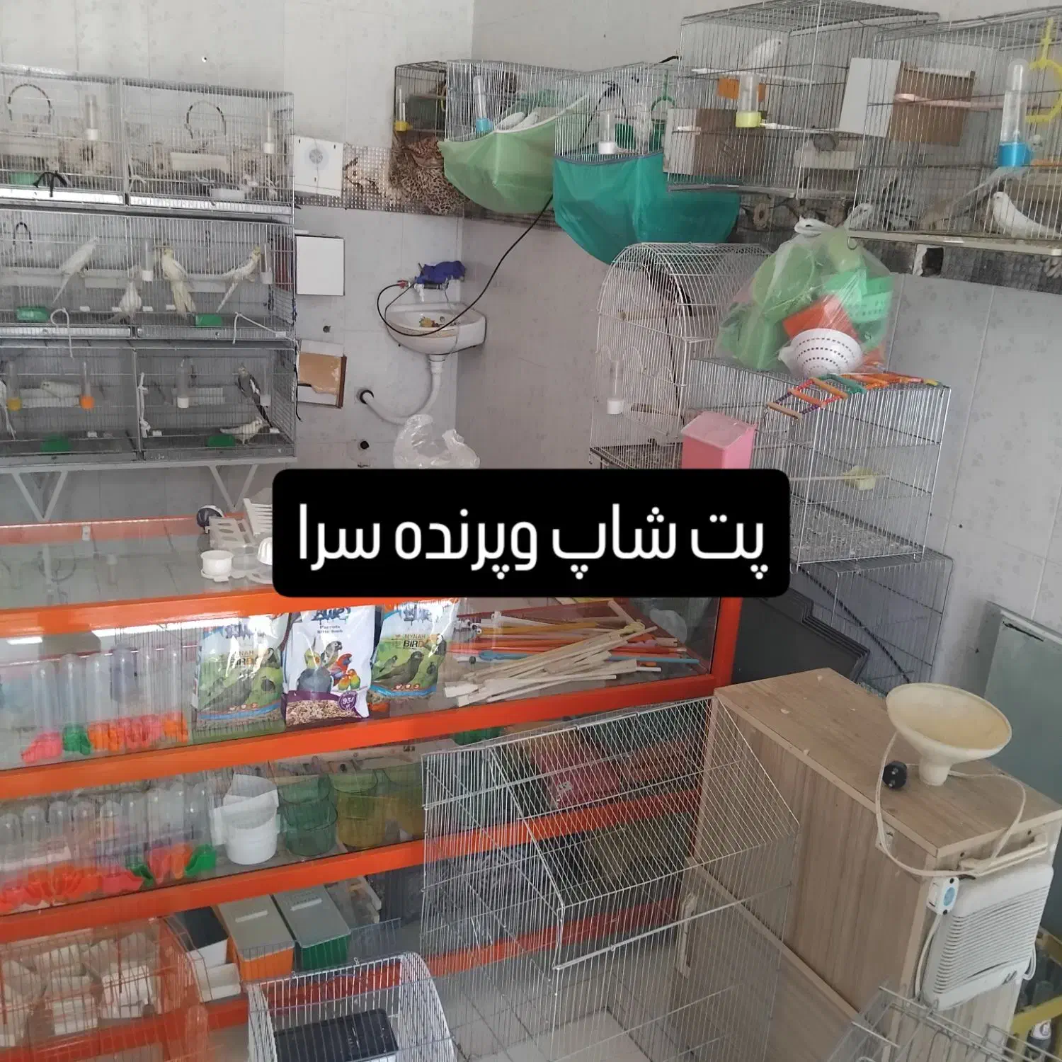 مرغ مینا طوطی برزیلی عروس هلندی مرغ عشق|پرنده|کرمانشاه, |دیوار