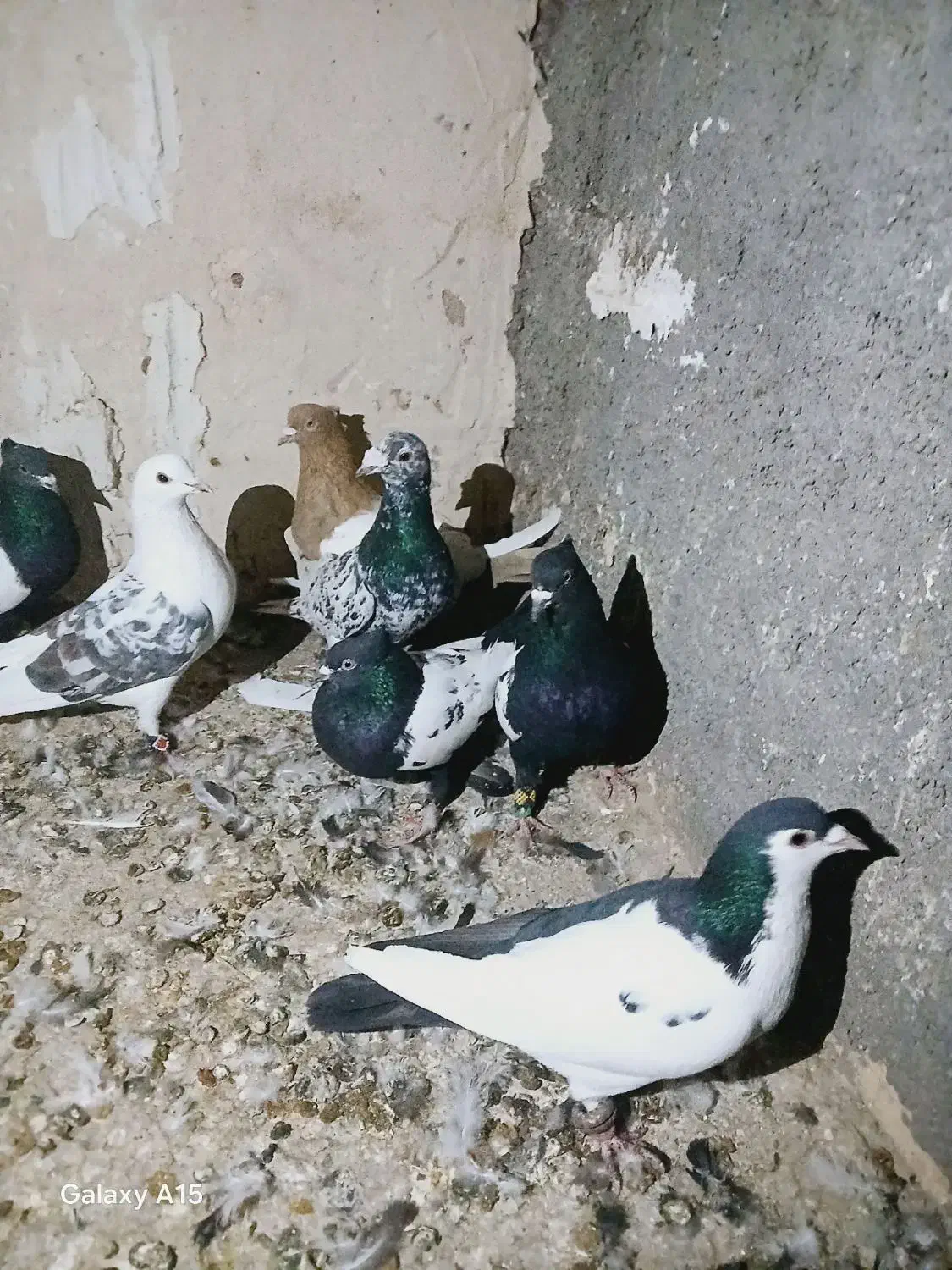 کبوتر رنگه|پرنده|قوچان, |دیوار