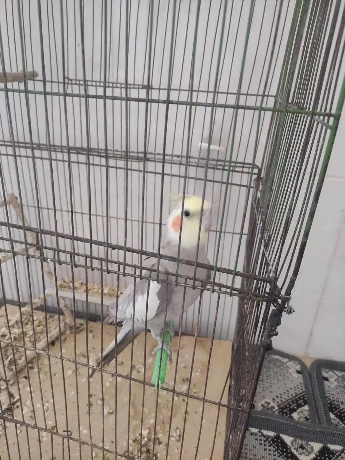 عروس هلندی|پرنده|میلاجرد, |دیوار