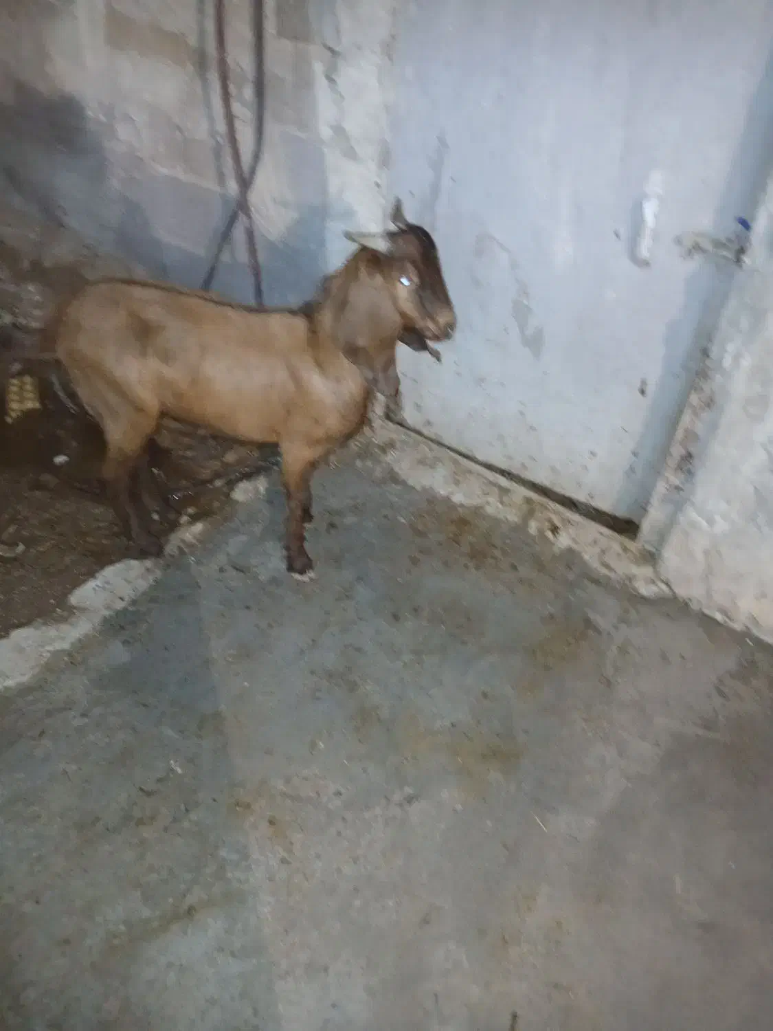 بز نر|حیوانات مزرعه|بندر ماهشهر, |دیوار