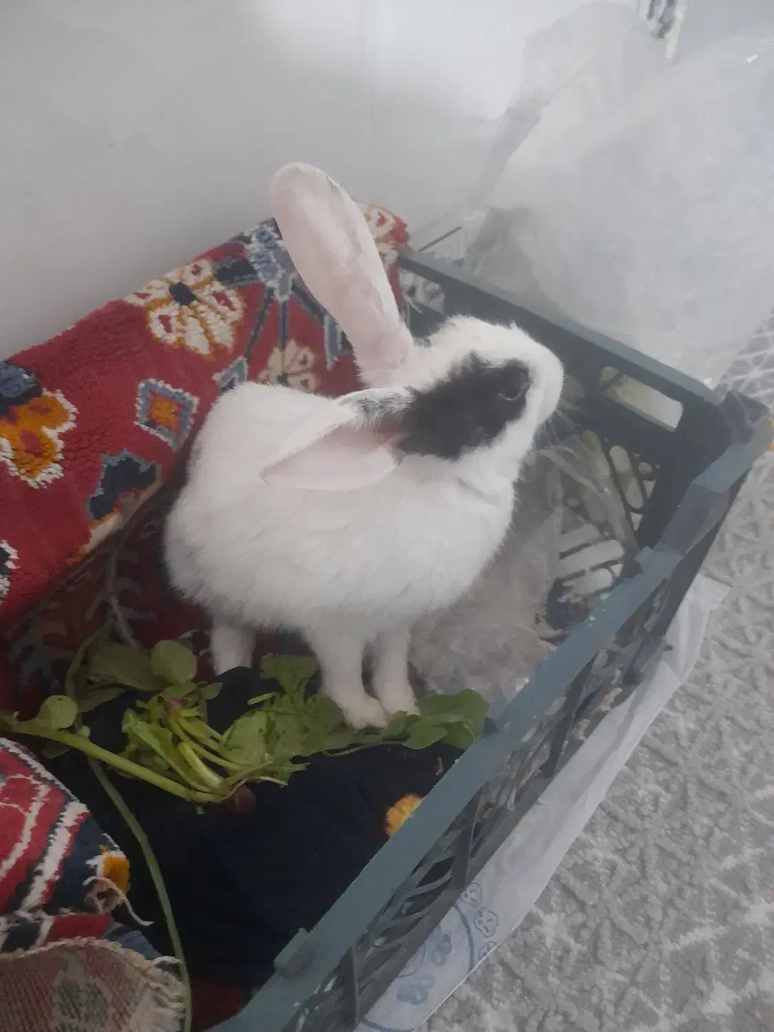 خرگوش|موش و خرگوش|سرپل ذهاب, |دیوار