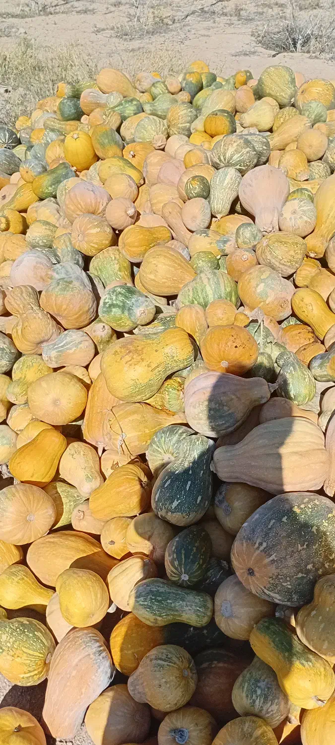 ضایعات کدو حلوایی بورانی برای دام|خوردنی و آشامیدنی|مرادلو, |دیوار