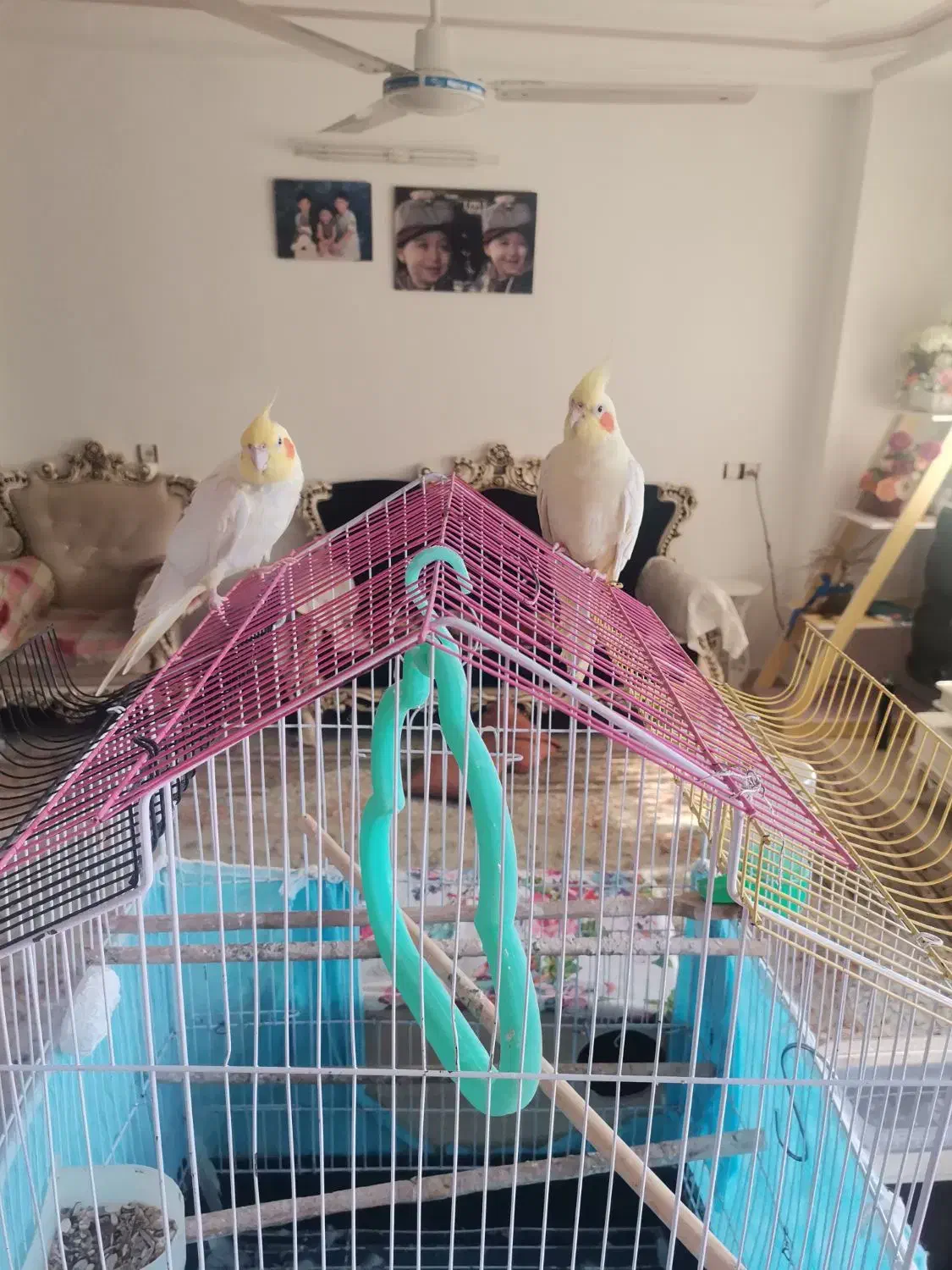 یک جفت عروس لوتینو|پرنده|قائم‌شهر, |دیوار