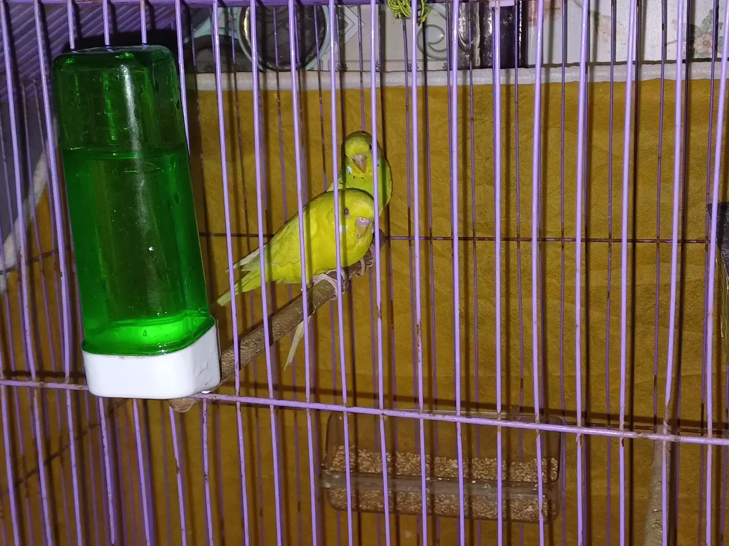 جفت مرغ عشق چشم شرابی|پرنده|بندر ماهشهر, |دیوار