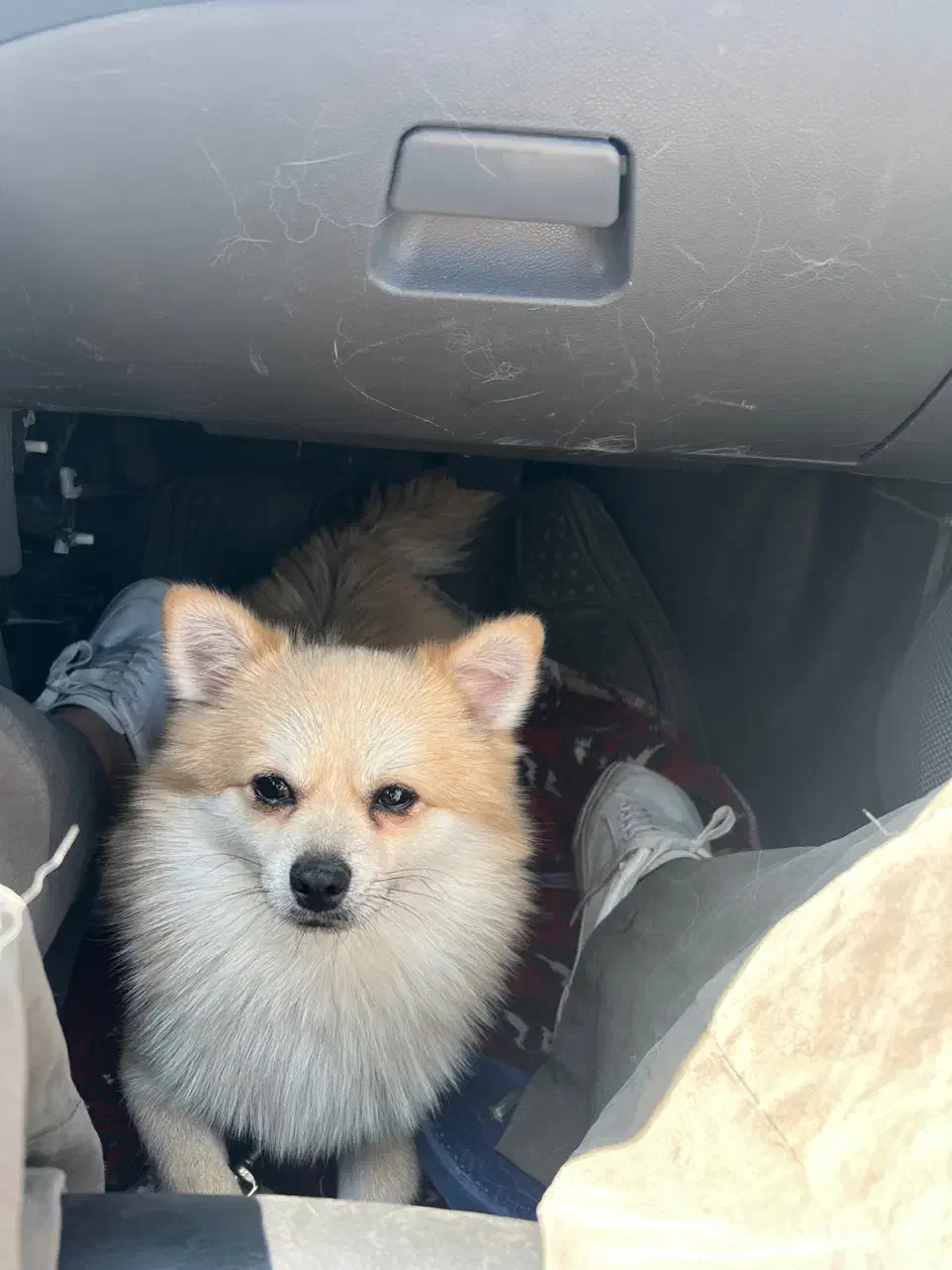 سگ پامر نر|سگ|قائمشهر, |دیوار