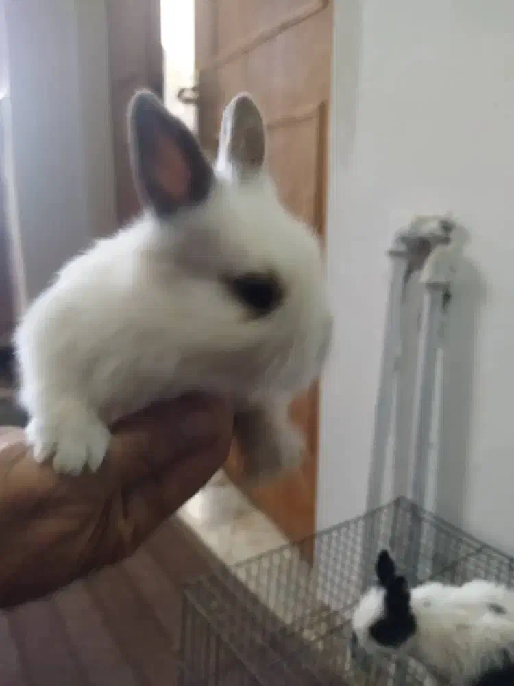 خرگوش مینیاتوری|موش و خرگوش|کرمانشاه, |دیوار