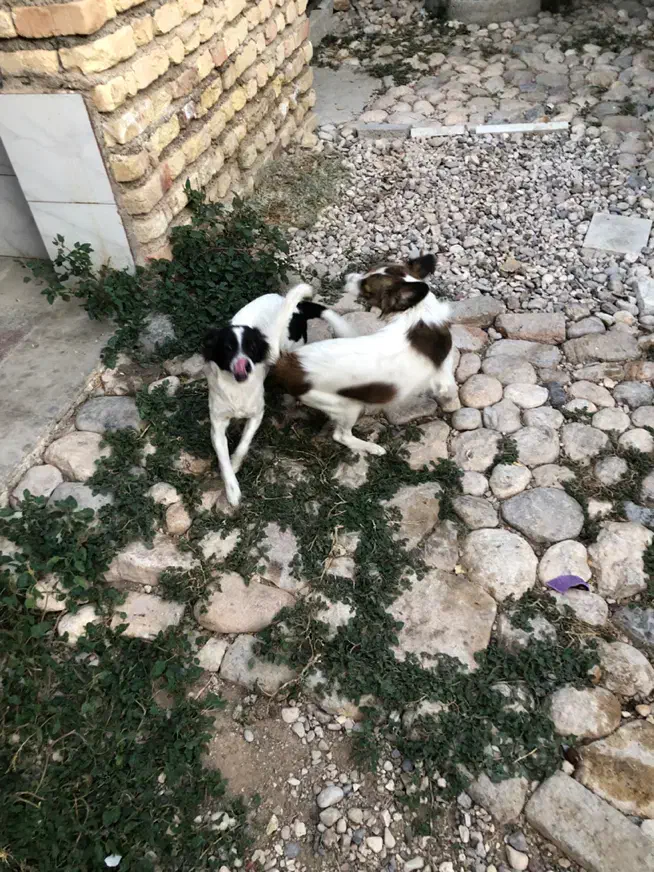 فروش سگ نژاد دار|سگ|شیراز, شهرک جماران|دیوار