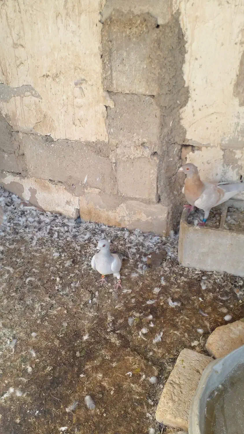 فروش کبوتر|پرنده|نی‌ریز, |دیوار