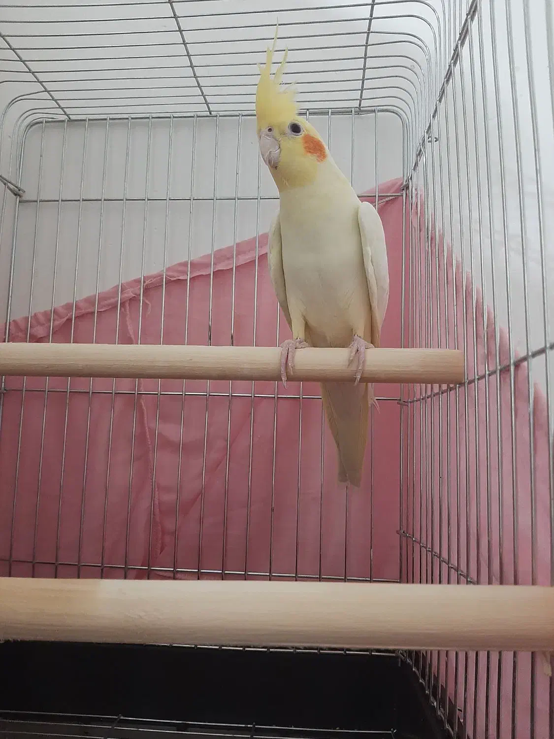 پرنده فروشی|پرنده|ماهدشت, |دیوار