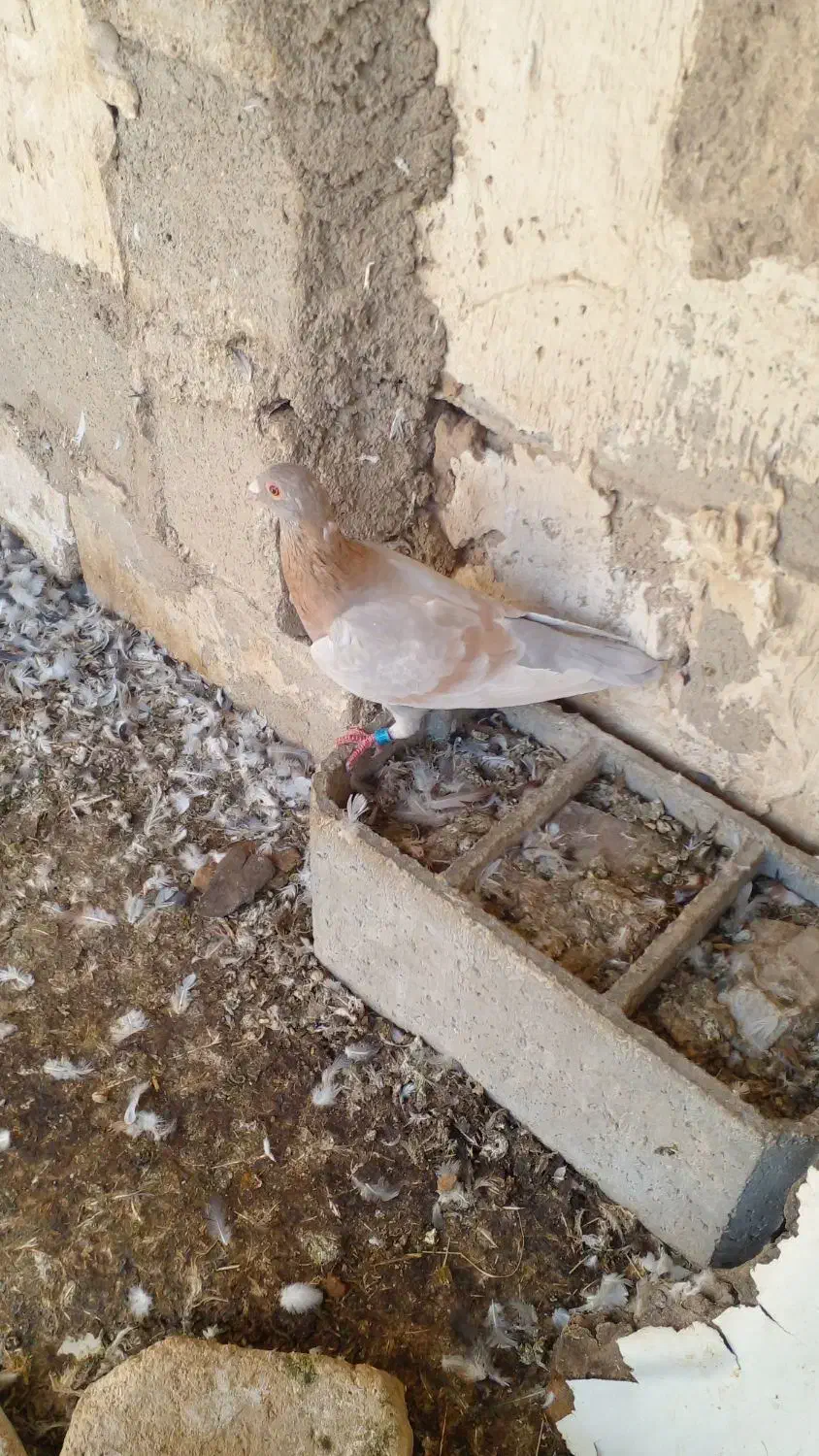 فروش کبوتر|پرنده|نی‌ریز, |دیوار