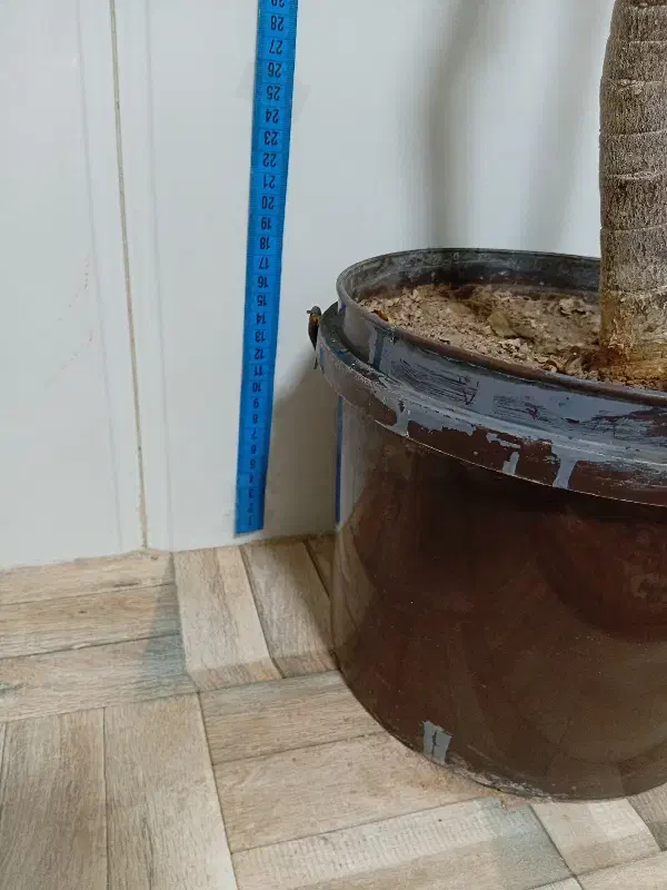 گل خرفه ای|گل و گیاه طبیعی|قرچک, محمد آباد|دیوار